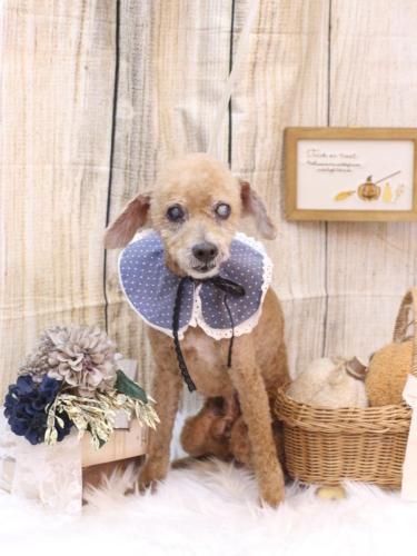 20241022ショコラくん